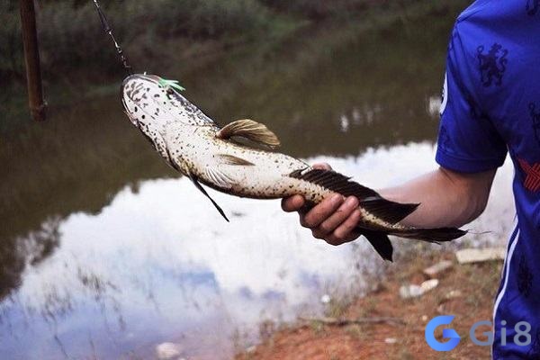 Điềm báo xấu khi chiêm bao thấy cá lóc Điềm báo xấu khi chiêm bao thấy cá lóc