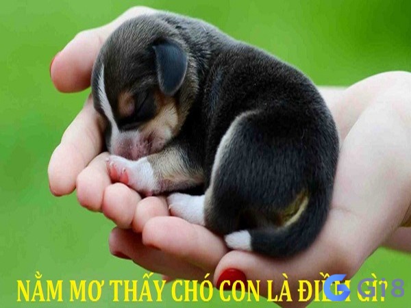 Giãi mã giấc mơ khi nằm chiêm bao thấy chó Giãi mã giấc mơ khi nằm chiêm bao thấy chó