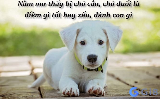 Giải mã từng giấc mơ thấy chó cho anh em Chiêm bao thấy chó đánh số đề con nào cho may mắn