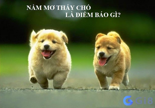Nằm mơ thấy chó là điềm báo gì ? Ý nghĩa của Chó theo phong thuỷ