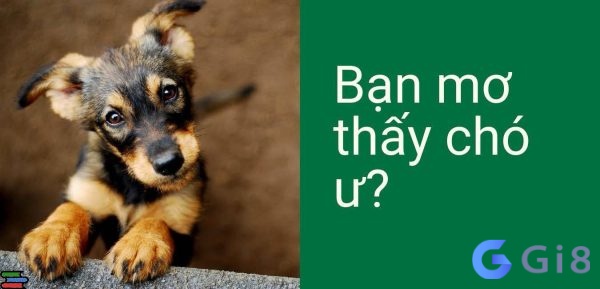 Mơ thấy chó nên đánh đề con gì để may mắn Mơ thấy chó nên đánh đề con gì để may mắn