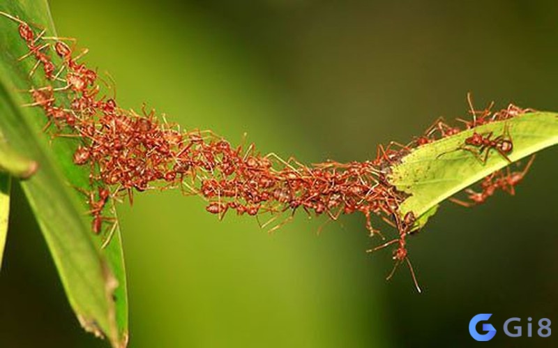 Ngủ mơ thấy đàn kiến cho thấy những diễn biến tích cực về gia đình và công danh sự nghiệp của bạn trong thời gian sắp tới. Ngủ mơ thấy đàn kiến cho thấy những diễn biến tích cực về gia đình và công danh sự nghiệp của bạn trong thời gian sắp tới.