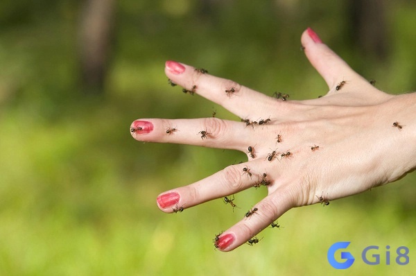 Mơ bị kiến bò lên người là điềm báo thành công về tiền bạc và đầu tư Mơ bị kiến bò lên người là điềm báo thành công về tiền bạc và đầu tư