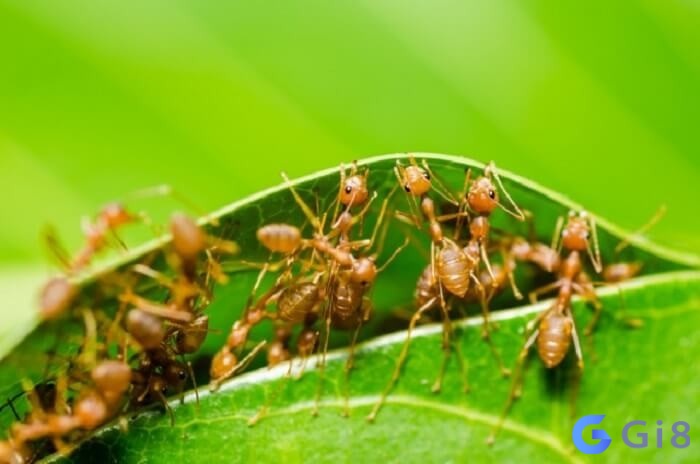 Giải mã giấc mơ thấy kiến đánh con gì cùng Gi88! Giải mã giấc mơ thấy kiến đánh con gì cùng Gi88!