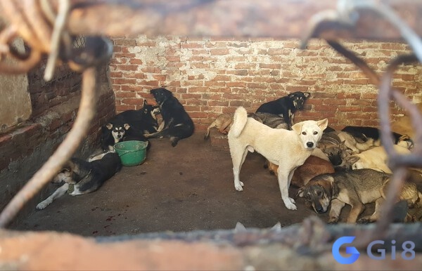 Ngủ và mơ thấy người khác làm thịt chó cho thấy những bước chuyển đổi mới trong công việc của bạn sẽ được ủng hộ Ngủ và mơ thấy người khác làm thịt chó cho thấy những bước chuyển đổi mới trong công việc của bạn sẽ được ủng hộ