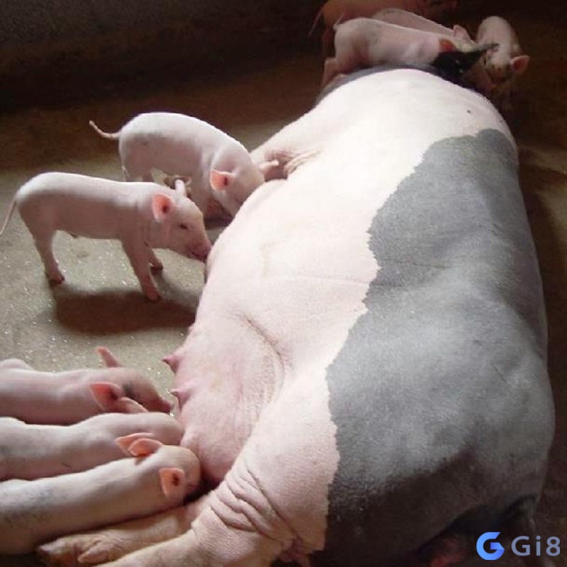 Chiêm bao thấy lợn đẻ một đàn con là một điềm báo hạnh phúc cho bản thân và gia đình bạn Chiêm bao thấy lợn đẻ một đàn con là một điềm báo hạnh phúc cho bản thân và gia đình bạn