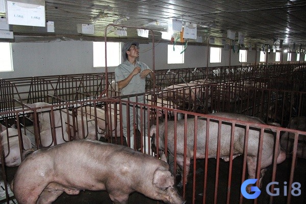 Mộng thấy lợn đực đẻ con là lời dặn dò về sự thấu đáo và cẩn thận hơn trong các mối quan hệ Mộng thấy lợn đực đẻ con là lời dặn dò về sự thấu đáo và cẩn thận hơn trong các mối quan hệ