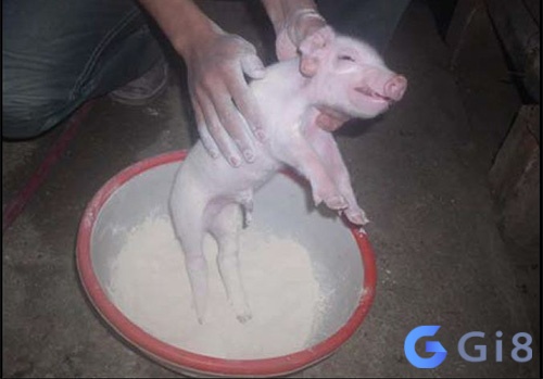 Chiêm bao thấy lợn đẻ con nhưng không sống được nhắc nhở bạn đang bị điều khiển hoặc chi phối Chiêm bao thấy lợn đẻ con nhưng không sống được nhắc nhở bạn đang bị điều khiển hoặc chi phối
