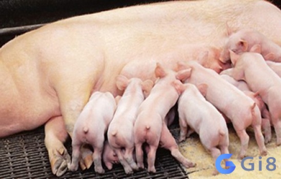 Mơ thấy lợn đẻ con đánh số gì về lô? Khám phá ngay những cặp số bí ẩn! Mơ thấy lợn đẻ con đánh số gì về lô? Khám phá ngay những cặp số bí ẩn!