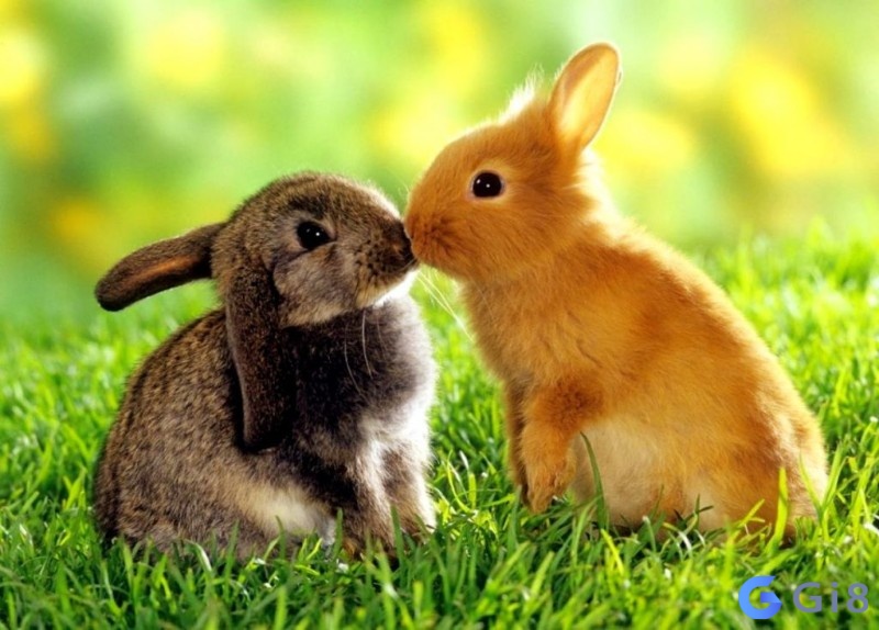 Ý nghĩa về giấc mơ thấy thỏ Ý nghĩa giấc mơ thấy thỏ
