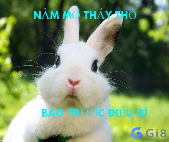 Nằm mơ thấy thỏ báo trước cho chúng ta những diềm báo Giải mã giấc mơ thấy thỏ?