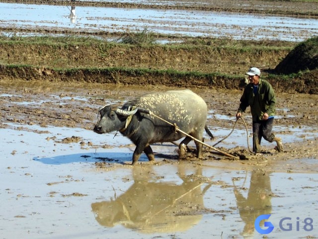 Chiêm bao thấy trâu đang cày ruộng cho thấy bạn là người chăm chỉ và sẽ nhận được thành quả xứng đáng với công sức đã bỏ ra Chiêm bao thấy trâu đang cày ruộng cho thấy bạn là người chăm chỉ và sẽ nhận được thành quả xứng đáng với công sức đã bỏ ra