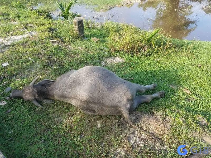 Nếu bạn ngủ mơ thấy trâu chết thì hãy cố gắng điều chỉnh mọi việc để tìm ra hướng đi phù hợp nhất nhé! Nếu bạn ngủ mơ thấy trâu chết thì hãy cố gắng điều chỉnh mọi việc để tìm ra hướng đi phù hợp nhất nhé!