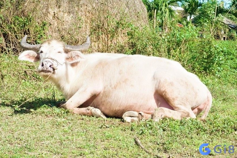 Ngủ mơ thấy con trâu màu trắng mang đến may mắn, thành công cho công việc của bạn Ngủ mơ thấy con trâu màu trắng mang đến may mắn, thành công cho công việc của bạn