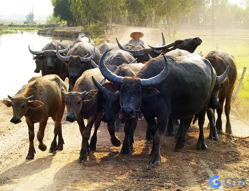Mộng thấy đàn trâu là báo hiệu những cơ hội, may mắn mới trong công việc Mộng thấy đàn trâu là báo hiệu những cơ hội, may mắn mới trong công việc