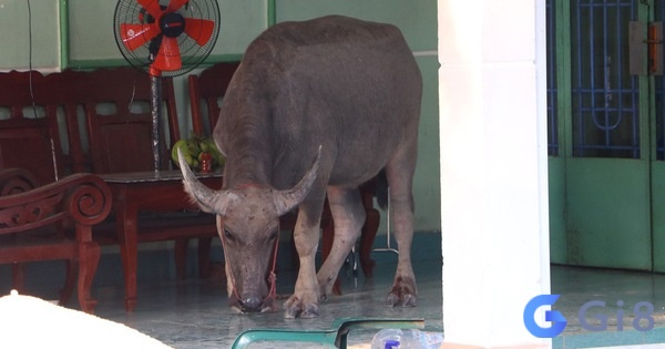 Chiêm bao thấy trâu vào nhà không phải là điềm báo lành cho gia đình và cả công việc của bạn Chiêm bao thấy trâu vào nhà không phải là điềm báo lành cho gia đình và cả công việc của bạn