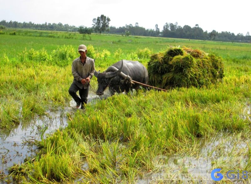 Mơ thấy trâu cày ruộng đánh đề con gì may mắn và dễ trúng nhất? Mơ thấy trâu cày ruộng đánh đề con gì may mắn và dễ trúng nhất?