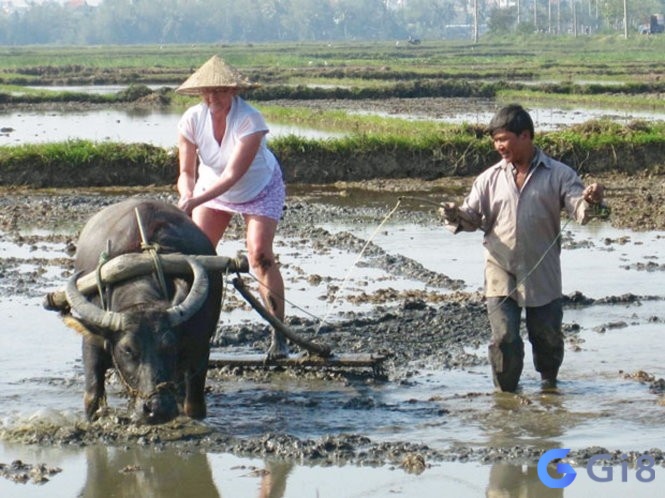 Mơ thấy trâu cày ruộng đánh đề con gì hôm sau đề nổ? Mơ thấy trâu cày ruộng đánh đề con gì hôm sau đề nổ?