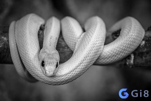Mơ thấy rắn màu trắng đánh con gì đổi vận? Mộng thấy đàn rắn trắng thì đánh số: 25 – 38 Mơ thấy rắn màu trắng đánh con gì đổi vận? Mộng thấy đàn rắn trắng thì đánh số: 25 - 38