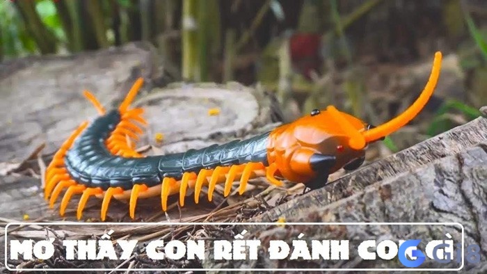 Nằm mơ thấy rết đánh số mấy để ăn tiền? Nằm mơ thấy rết đánh số mấy để ăn tiền?
