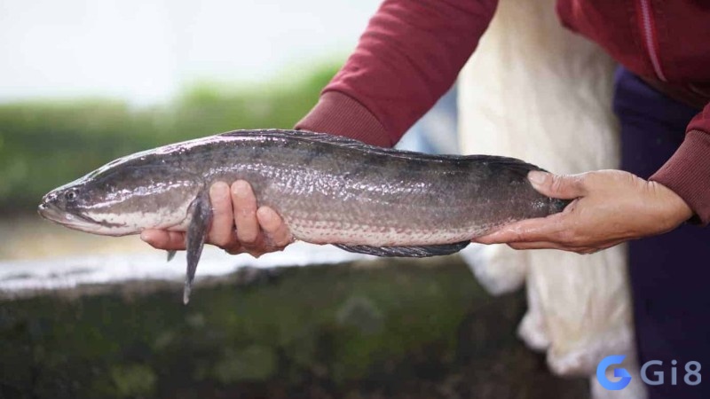 Mơ thấy cá lóc, cá chuối là dấu hiệu của sự giàu có Mơ thấy cá lóc, cá chuối là dấu hiệu của sự giàu có