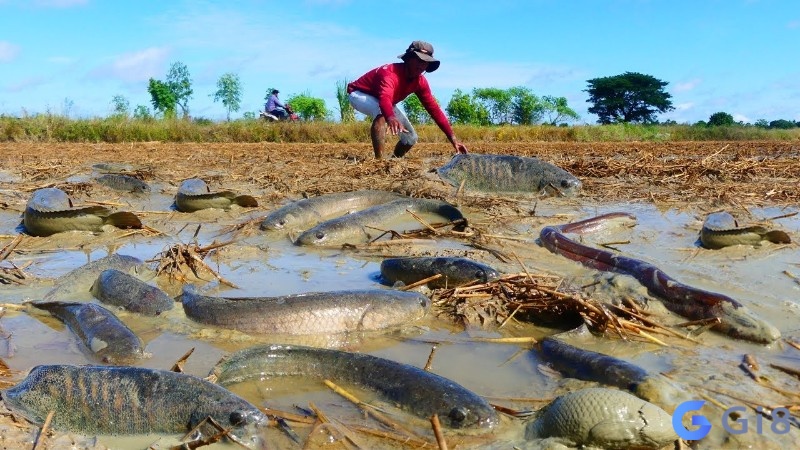 Mơ bắt nhiều cá to là dấu hiệu cho thành tựu và thành công đáng kinh ngạc trong cuộc sống. Mơ bắt nhiều cá to là dấu hiệu cho thành tựu và thành công đáng kinh ngạc trong cuộc sống.