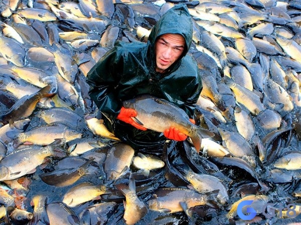 Mơ bắt nhiều cá ở sông biểu thị sự thích ứng và linh hoạt trong môi trường thay đổi. Mơ bắt nhiều cá ở sông biểu thị sự thích ứng và linh hoạt trong môi trường thay đổi.