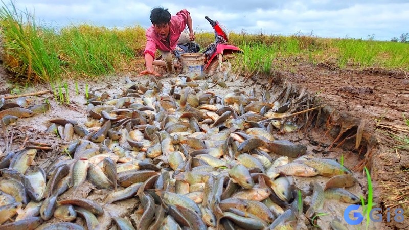 Mơ bắt nhiều cá bằng tay biểu thị cho sự cần cù, kiên nhẫn và khéo léo trong việc đạt được mục tiêu. Mơ bắt nhiều cá bằng tay biểu thị cho sự cần cù, kiên nhẫn và khéo léo trong việc đạt được mục tiêu.