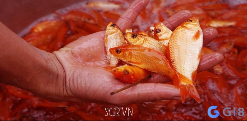 Mơ bắt được nhiều cá cảnh tượng trưng cho sự thịnh vượng, may mắn và sự hài lòng trong cuộc sống. Mơ bắt được nhiều cá cảnh tượng trưng cho sự thịnh vượng, may mắn và sự hài lòng trong cuộc sống.