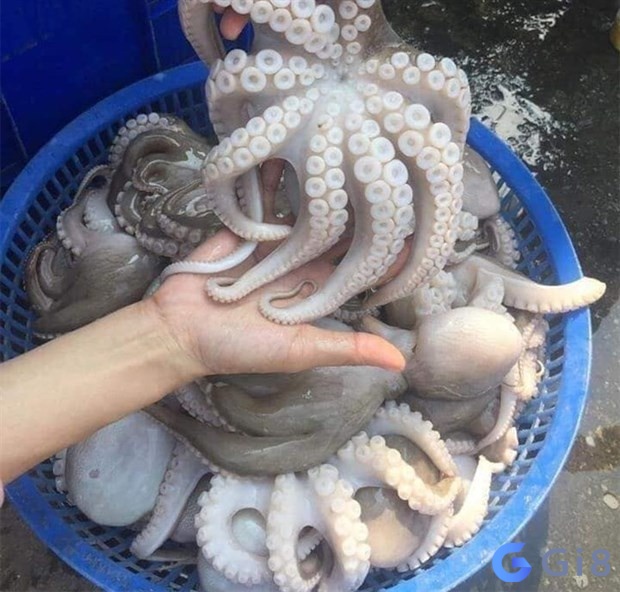 Mơ được cho bạch tuộc nhắc nhở bạn không nên quá tin tưởng vào một người nào đó Mơ được cho bạch tuộc nhắc nhở bạn không nên quá tin tưởng vào một người nào đó