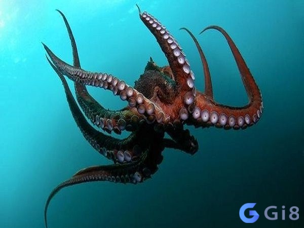 Bạch tuộc là loài động vật không quá xa lạ Bạch tuộc là loài động vật không quá xa lạ