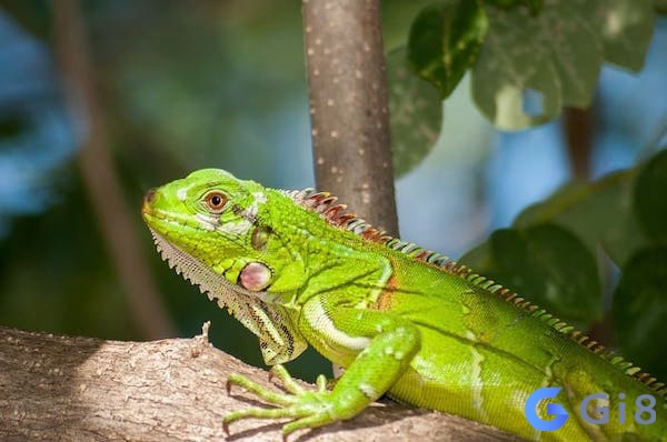 Ngủ và chiêm bao thấy kỳ nhông đánh con số nào chuẩn nhất? Ngủ và chiêm bao thấy kỳ nhông đánh con số nào chuẩn nhất?