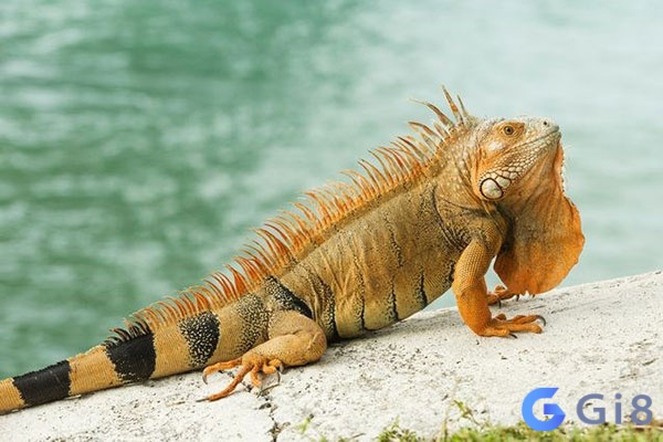 Mơ thấy kỳ nhông: Giải đáp điềm báo và ý nghĩa ẩn chứa sau mỗi giấc mơ Mơ thấy kỳ nhông: Giải đáp điềm báo và ý nghĩa ẩn chứa sau mỗi giấc mơ
