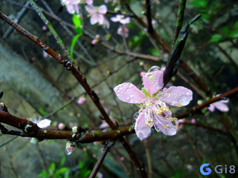Ngủ mơ thấy mưa xuân là may mắn về tiền bạc và công danh dành cho bạn Ngủ mơ thấy mưa xuân là may mắn về tiền bạc và công danh dành cho bạn