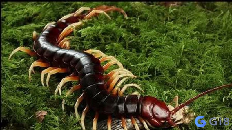 Ngủ mơ thấy rết chết là lời nhắc nhở bạn cần cẩn thận và đề phòng để tránh tai nạn nguy hiểm Ngủ mơ thấy rết chết là lời nhắc nhở bạn cần cẩn thận và đề phòng để tránh tai nạn nguy hiểm