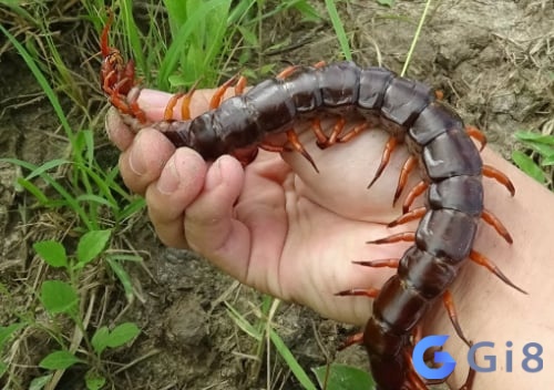 Mộng thấy bị rết cắn là lời nhắc nhở bạn cần quan tâm nhiều hơn đến sức khỏe của bản thân Mộng thấy bị rết cắn là lời nhắc nhở bạn cần quan tâm nhiều hơn đến sức khỏe của bản thân
