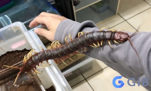 Mơ thấy rết bò lên người cũng là giấc mơ nhắc nhở bạn cần chú ý đến sức khỏe của bản thân Mơ thấy rết bò lên người cũng là giấc mơ nhắc nhở bạn cần chú ý đến sức khỏe của bản thân