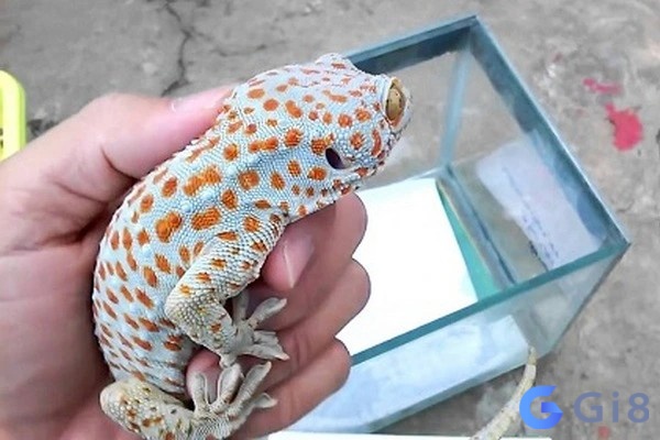 Chiêm bao thấy nuôi tắc kè là điềm báo bạn nên thay đổi bản thân tốt hơn Chiêm bao thấy nuôi tắc kè là điềm báo bạn nên thay đổi bản thân tốt hơn