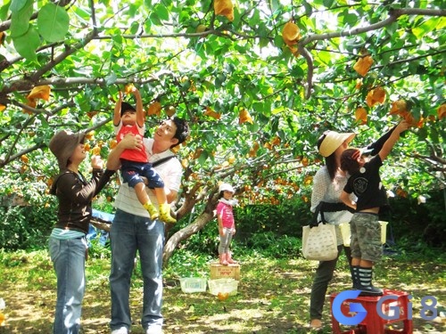 Mộng thấy hái trái cây là dấu hiệu tốt Mộng thấy hái trái cây là dấu hiệu tốt