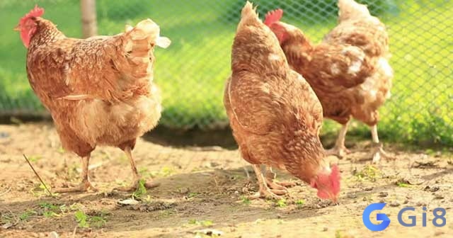 Gà mái mổ bạn là điềm xui đấy nhé nằm mơ bắt được con gà mái mổ mình? có điềm gì?