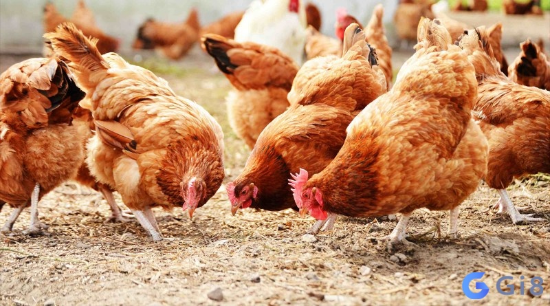Mơ thấy cả một đàn gà mái có điềm gì, đánh số gì? Nằm mơ bắt được con gà mái, cả đàn gà mái có gì khác biệt