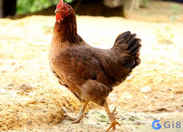 Gà mái là loài gia cầm thường gặp ở nông thôn Bạn có thường nằm mơ bắt được con gà mái hay không?