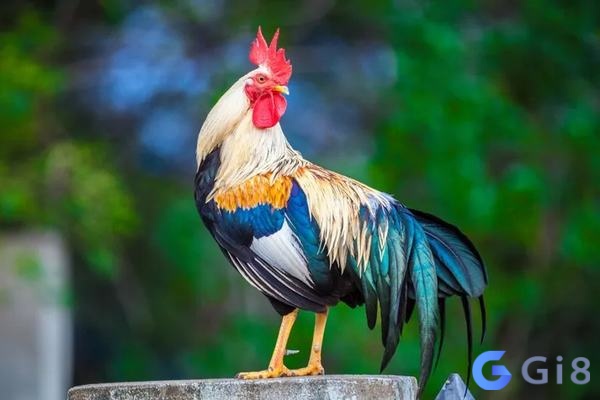 Nằm mơ thấy bắt gà trống là điều may mắn trong cuộc sống sẽ đến với bạn Nằm mơ thấy bắt gà trống là điều may mắn trong cuộc sống sẽ đến với bạn