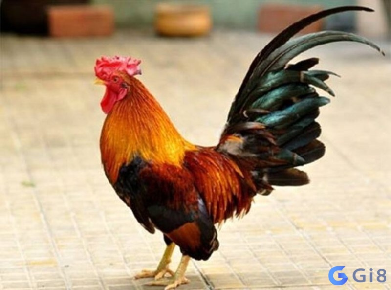 Ngủ mơ thấy bắn gà đi bán là lời nhắc nhở bạn không nên lãng phí tiền bạc cho những điều vô nghĩa Ngủ mơ thấy bắn gà đi bán là lời nhắc nhở bạn không nên lãng phí tiền bạc cho những điều vô nghĩa