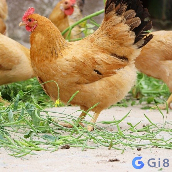 Mộng thấy bắt gà mái cho thấy tình cảm vợ chồng của bạn ngày càng đằm thắm và hạnh phúc Mộng thấy bắt gà mái cho thấy tình cảm vợ chồng của bạn ngày càng đằm thắm và hạnh phúc