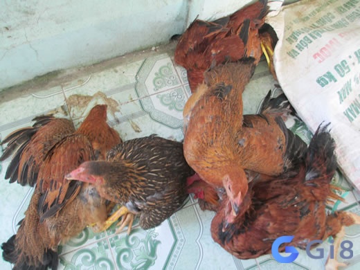 Mơ thấy bắt trộm gà là lời cảnh báo bạn tránh xa những lời dụ dỗ vào con đường sai trái Mơ thấy bắt trộm gà là lời cảnh báo bạn tránh xa những lời dụ dỗ vào con đường sai trái