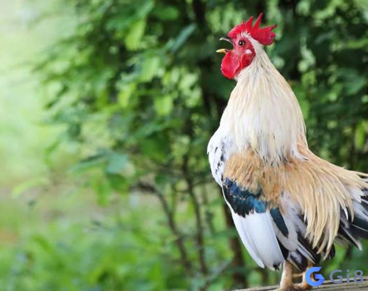 Nằm mơ thấy bắt gà trống có liên quan đến những con số may mắn nào? Nằm mơ thấy bắt gà trống có liên quan đến những con số may mắn nào?