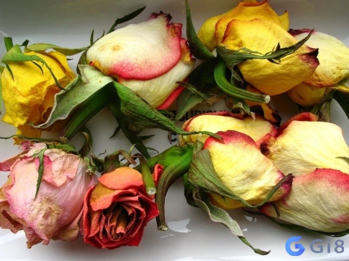 Ngủ mơ thấy hoa bị héo là điềm xấu liên quan đến các mối quan hệ Ngủ mơ thấy hoa bị héo là điềm xấu liên quan đến các mối quan hệ