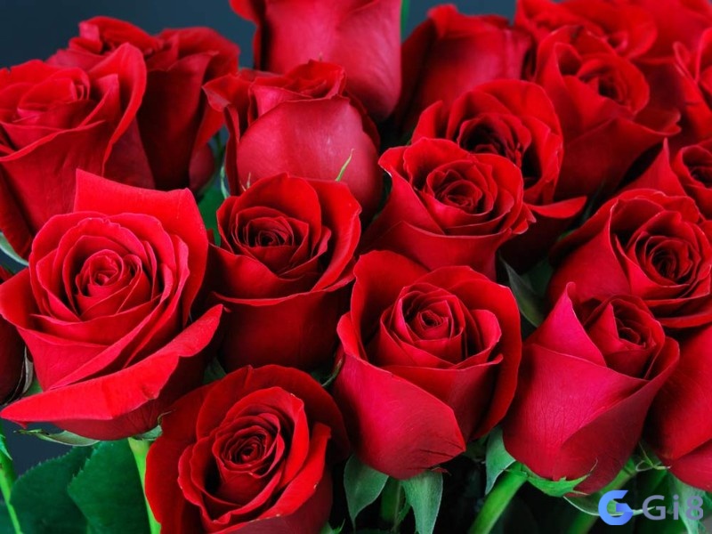 Mơ thấy hoa hồng bạn nên trân trọng tình cảm của người bạn đời Mơ thấy hoa hồng bạn nên trân trọng tình cảm của người bạn đời