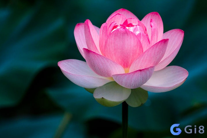 Ngủ mơ thấy hoa sen là giấc mơ không mấy tốt lành Ngủ mơ thấy hoa sen là giấc mơ không mấy tốt lành